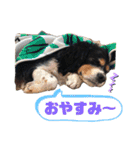 キャバリアのカール君（個別スタンプ：5）