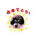 キャバリアのカール君（個別スタンプ：8）