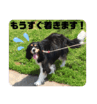 キャバリアのカール君（個別スタンプ：24）