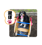 キャバリアのカール君（個別スタンプ：29）