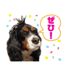 キャバリアのカール君（個別スタンプ：31）