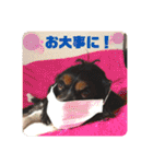 キャバリアのカール君（個別スタンプ：39）