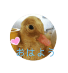 リッチョその2（個別スタンプ：4）
