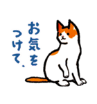 ネコのしろ 日常（個別スタンプ：6）