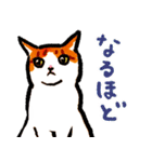 ネコのしろ 日常（個別スタンプ：25）