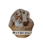 猫のリンシャンくん（個別スタンプ：1）
