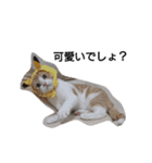 猫のリンシャンくん（個別スタンプ：2）