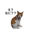 猫のリンシャンくん（個別スタンプ：3）