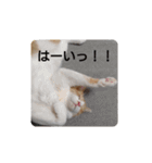 猫のリンシャンくん（個別スタンプ：4）