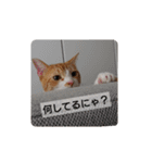 猫のリンシャンくん（個別スタンプ：5）