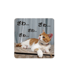 猫のリンシャンくん（個別スタンプ：6）