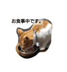 猫のリンシャンくん（個別スタンプ：8）