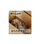 猫のリンシャンくん（個別スタンプ：9）