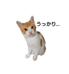猫のリンシャンくん（個別スタンプ：10）