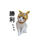 猫のリンシャンくん（個別スタンプ：11）