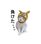 猫のリンシャンくん（個別スタンプ：12）