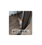 猫のリンシャンくん（個別スタンプ：13）