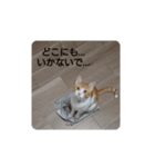 猫のリンシャンくん（個別スタンプ：14）