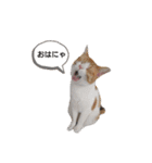 猫のリンシャンくん（個別スタンプ：16）