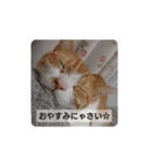 猫のリンシャンくん（個別スタンプ：17）
