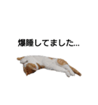 猫のリンシャンくん（個別スタンプ：18）