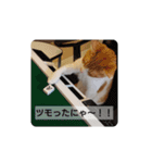 猫のリンシャンくん（個別スタンプ：19）