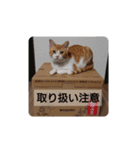 猫のリンシャンくん（個別スタンプ：21）