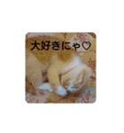 猫のリンシャンくん（個別スタンプ：22）