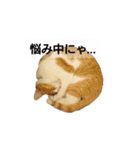 猫のリンシャンくん（個別スタンプ：23）