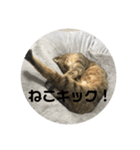 ぐーちゃんスタンプ1！！（個別スタンプ：3）