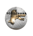 ぐーちゃんスタンプ1！！（個別スタンプ：4）