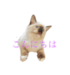ラグドールのランちゃん（個別スタンプ：1）