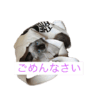 ラグドールのランちゃん（個別スタンプ：6）