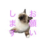 ラグドールのランちゃん（個別スタンプ：7）