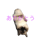 ラグドールのランちゃん（個別スタンプ：11）