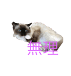 ラグドールのランちゃん（個別スタンプ：13）