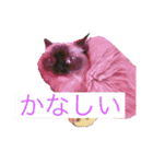 ラグドールのランちゃん（個別スタンプ：18）