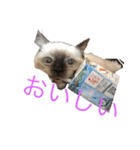 ラグドールのランちゃん（個別スタンプ：21）