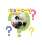 チワワのアル（個別スタンプ：7）