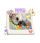 チワワのアル（個別スタンプ：14）
