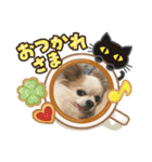 チワワのアル（個別スタンプ：15）