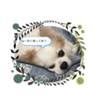 チワワのアル（個別スタンプ：17）