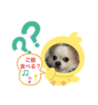 チワワのアル（個別スタンプ：19）
