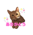 猫のスタンプ ちーちゃん2（個別スタンプ：1）
