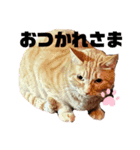 猫のスタンプ ちーちゃん2（個別スタンプ：2）