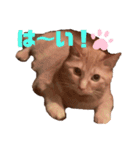 猫のスタンプ ちーちゃん2（個別スタンプ：3）