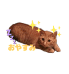 猫のスタンプ ちーちゃん2（個別スタンプ：4）