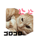 猫のスタンプ ちーちゃん2（個別スタンプ：5）