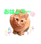 猫のスタンプ ちーちゃん2（個別スタンプ：6）