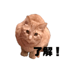 猫のスタンプ ちーちゃん2（個別スタンプ：13）
